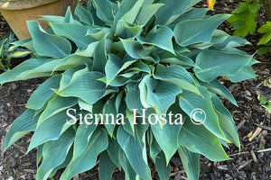 Hosta Deanes Dream