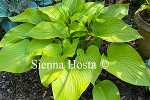 Hosta Key West