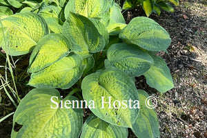 Hosta Alligator Alley