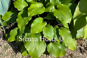 Hosta 'One Man's Treasure'