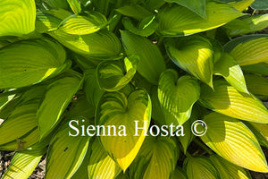 Hosta June Fever