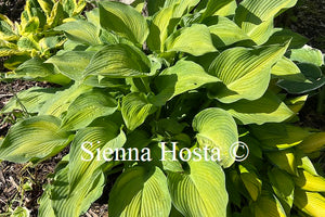 Hosta High Voltage