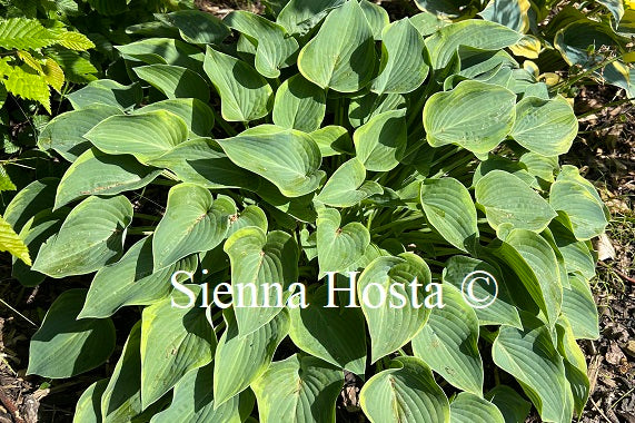 Hosta 'Toy Soldier'