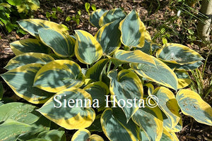 Hosta First Frost