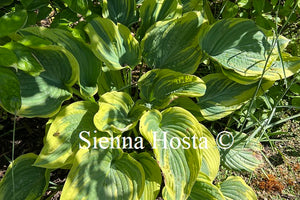 Hosta 'Stag's Leap'