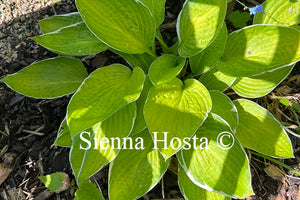 Hosta Hasta Manana