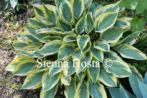 Hosta Angelique