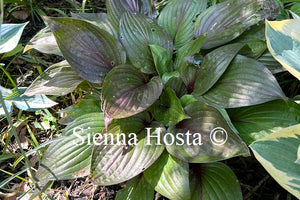 Hosta First Blush