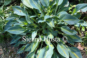 Hosta 'Stand By Me'