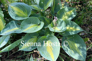 Hosta 'Paradise Glory'
