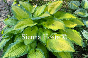 Hosta 'Amalia'