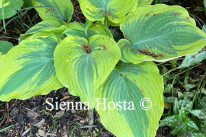 Hosta 'The King'