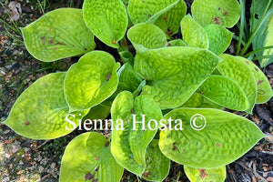 Hosta Maui Buttercups