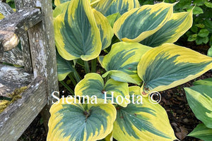 Hosta Liberty