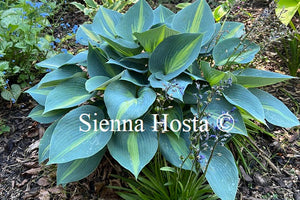 Hosta Dinner Jacket