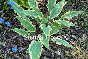 Hosta Kinky Boots