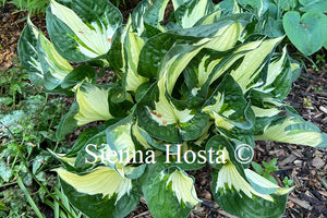 Hosta Whirlwind