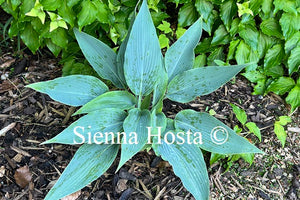 Hosta 'Scheherazade'