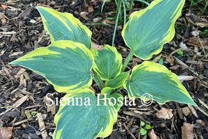 Hosta Dark Star