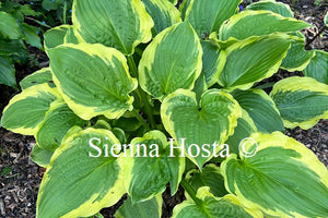 Hosta Minnesota Wild