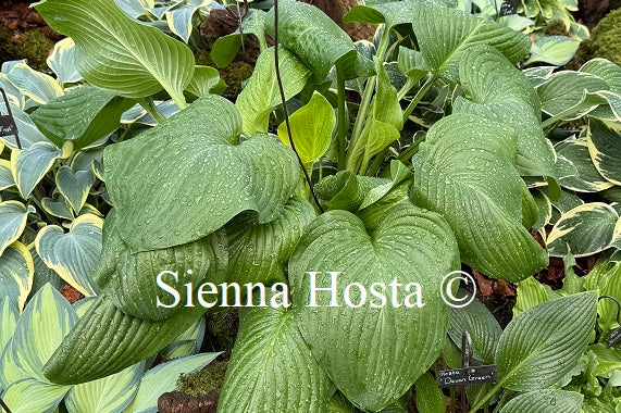 Hosta 'Fried Green Tomatoes'