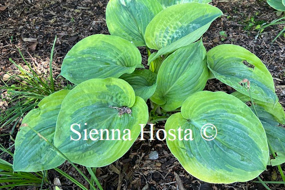 Hosta Essence of Sunset