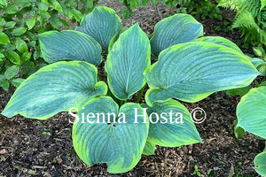 Hosta Wunderbar