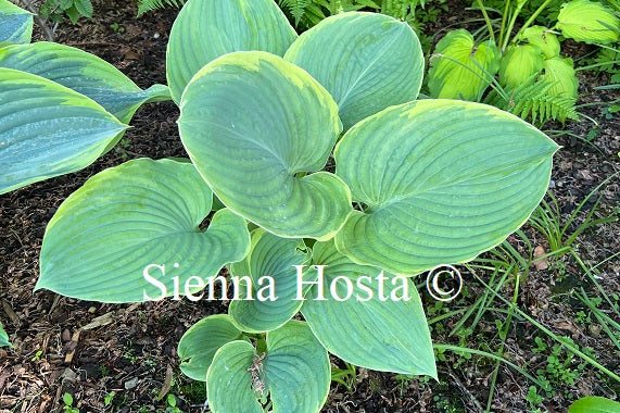 Hosta Minke