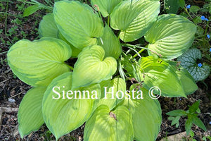 Hosta 'Old Glory'