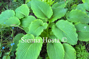 Hosta Bridal Falls