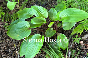 Hosta 'Purple Heart'