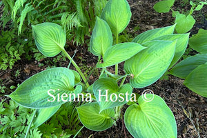 Hosta 'Rossing's Pride'