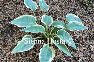 Hosta El Nino