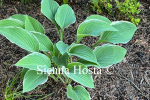 Hosta 'Tom Schmid'