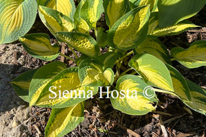 Hosta Light of Day