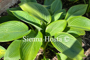 Hosta Kingsize