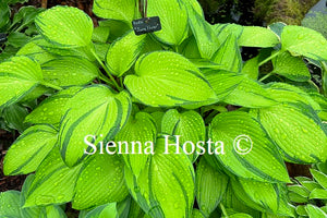 Hosta June Fever