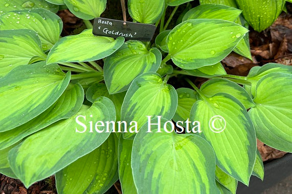 Hosta Goldrush