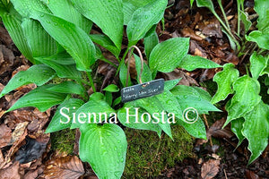 Hosta Harry van Trier