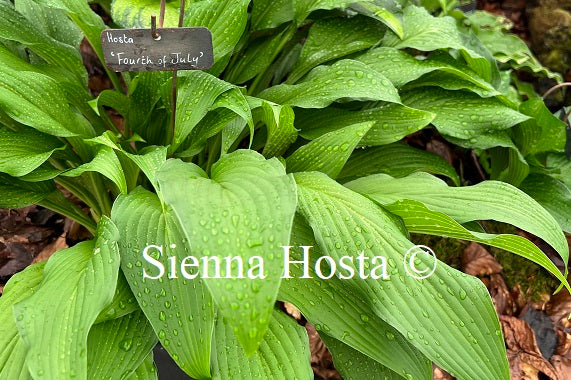 Hosta Fourth of July