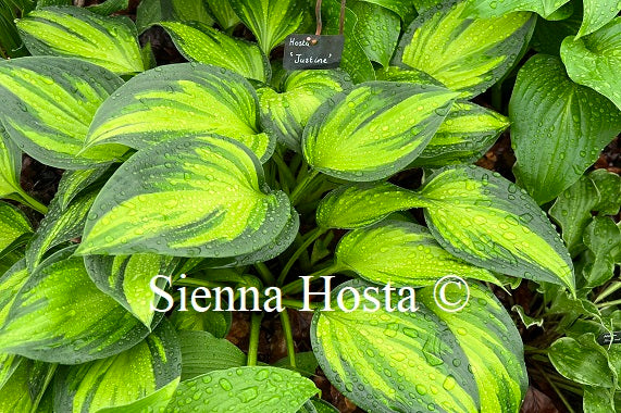 Hosta Justine