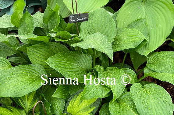 Hosta 'Royal Standard'