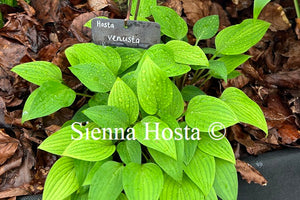 Hosta venusta