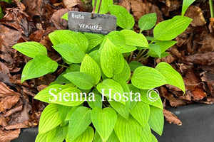 Hosta venusta