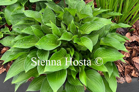 Hosta Harry van Trier