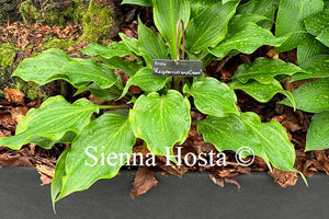 Hosta 'Rasperries and Cream'