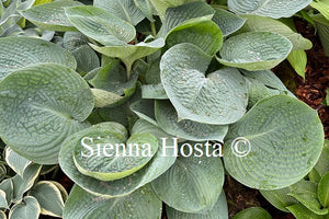 Hosta Love Pat