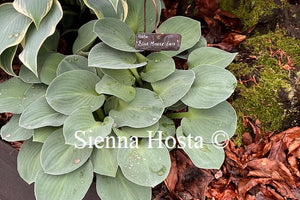 Hosta 'Blue Mouse Ears'