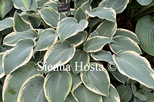 Hosta El Nino