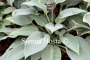 Hosta 'Halcyon'